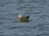 Long-tailed Jaeger