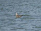 Long-tailed Jaeger