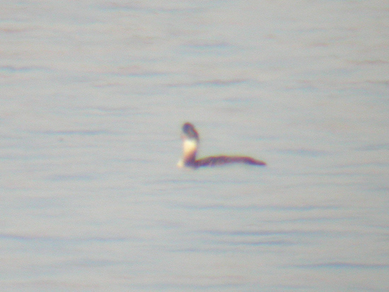 Yellow-billed Loon