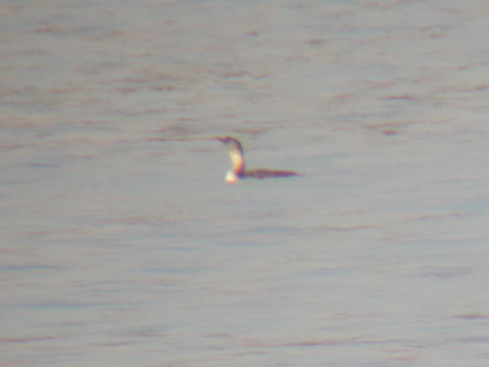 Yellow-billed Loon
