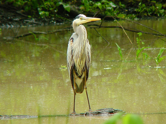 Great Blue Heron