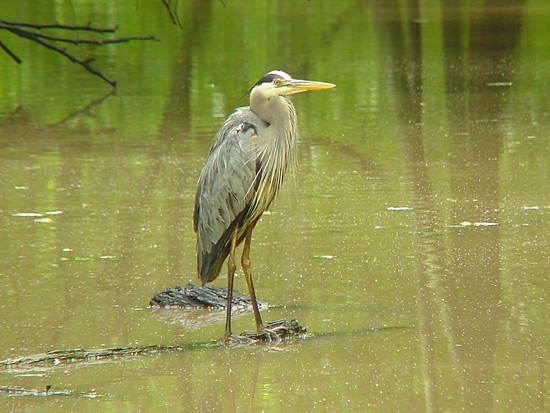 Great Blue Heron