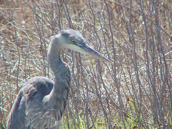 Great Blue Heron