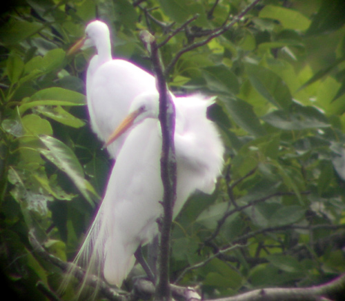 Great Egret
