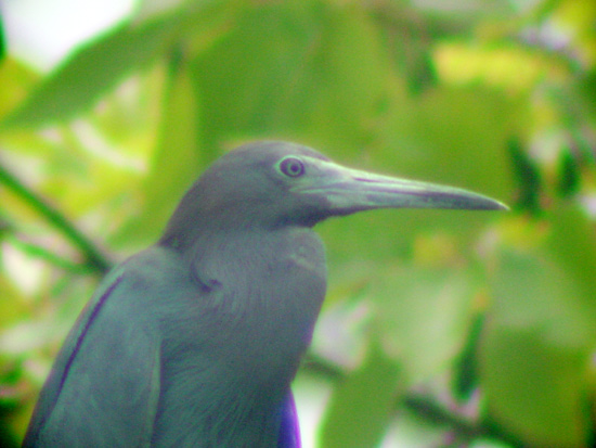 Little Blue Heron