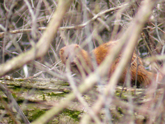 Mink