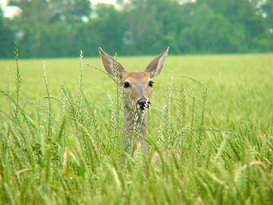 White-tailed Deer