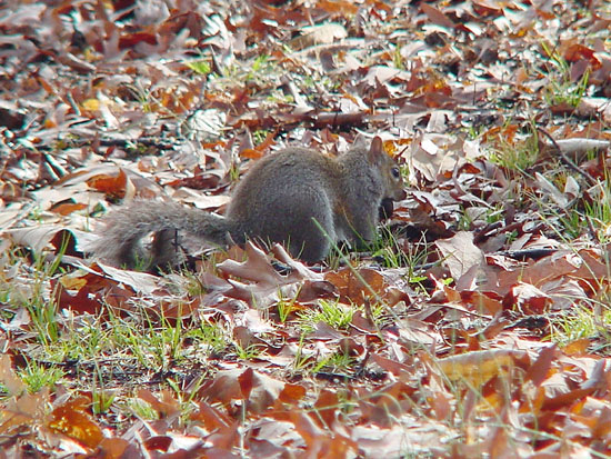 Gray Squirrel