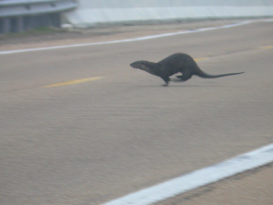 River Otter
