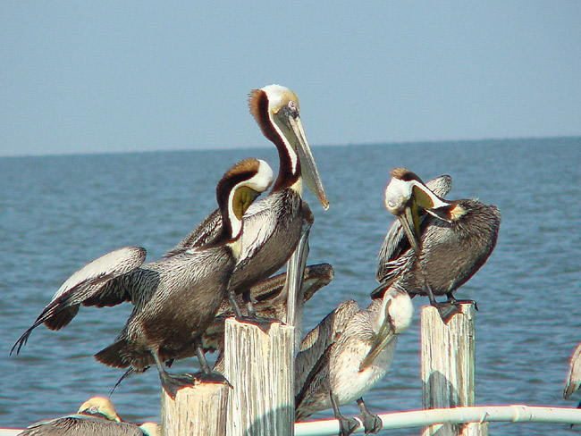 Brown Pelican