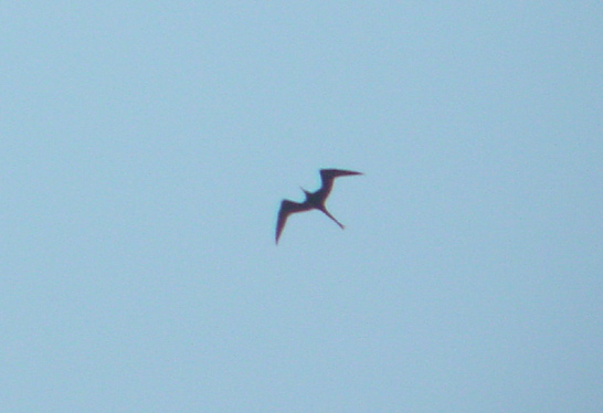 Magnificent Frigatebird