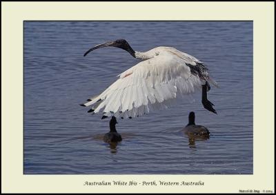 whiteibis.jpg