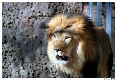 Day at the Denver Zoo