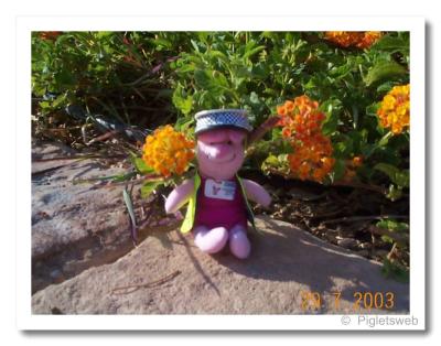 Piglet by the Oasis pool-fortheweb.jpg