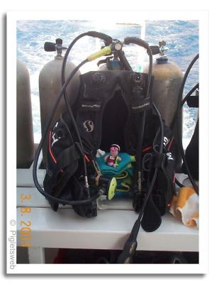 Piglet getting prepared for a dive-fortheweb.jpg