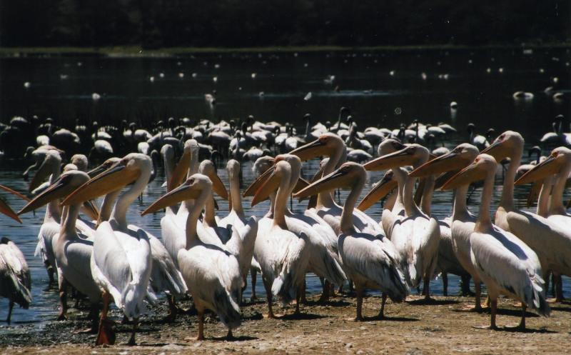 Pelikans at lake Nakuru