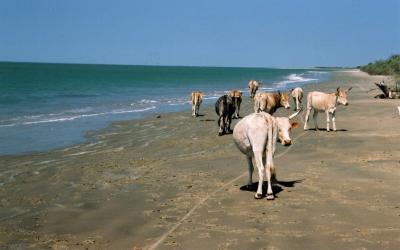 again cows on beach!