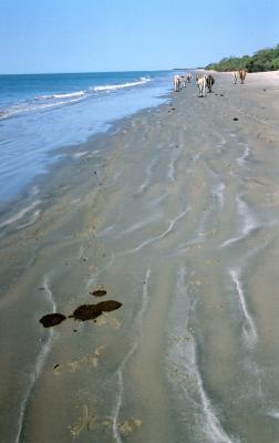again cows on beach!