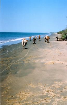 again cows on beach!