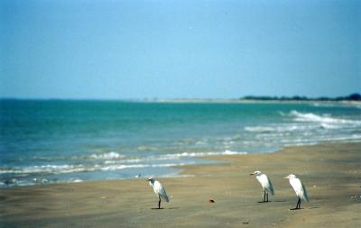 ..and some birds too
