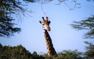 Giraffe