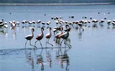 Flamingos at lake Nakuru