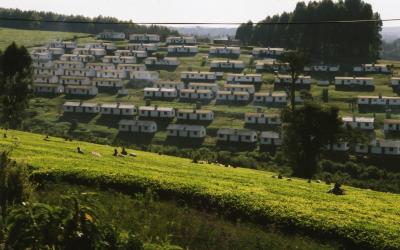 tea plantations