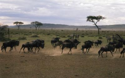 wildebeest