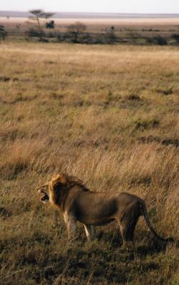 lions on New Year's morning!