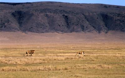 lions with a gazelle in background...