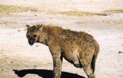 pregnant hyena