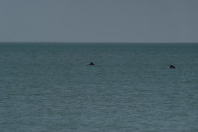 and dolphins in the sea !!