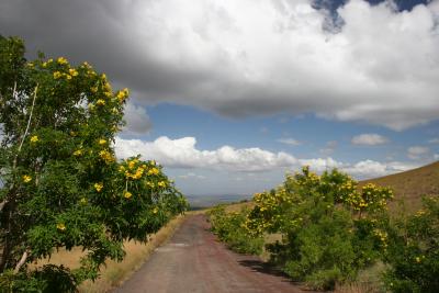 nice scenery around volcano