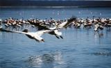 Pelikans at lake Nakuru