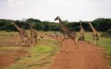 giraffes in Serengeti