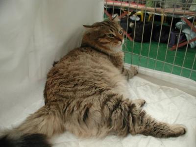 Cedi relaxing in the show pen.