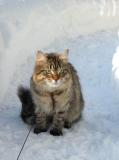 Siberian Cats Leevi and Wanda