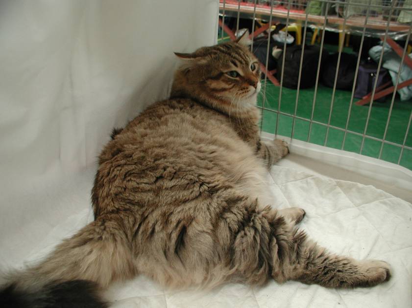 Cedi relaxing in the show pen.