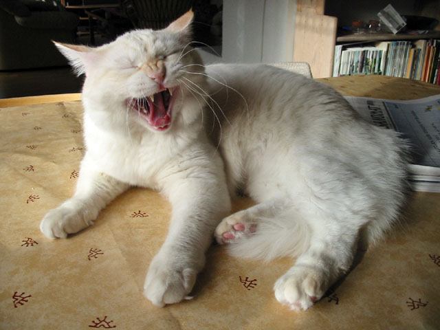 hihihih - you like my teeth?