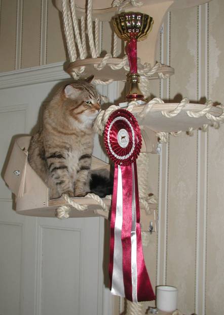 WOW did  I get this? Cedi and his BIS rosette and trophy!