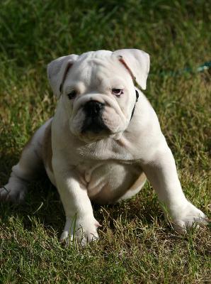 Lardon the English bulldog