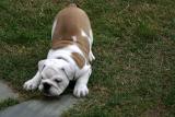 Lardon the English bulldog