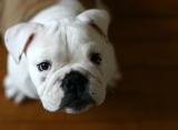 Lardon the English bulldog