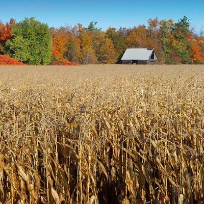 Autumn Corn & Old Barn