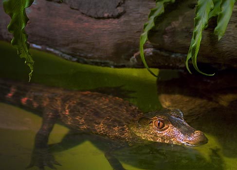 Baby Gator 3494