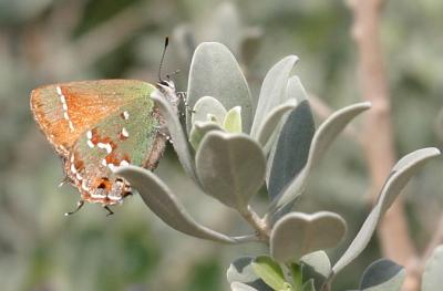 My First Butterfly of 2004
