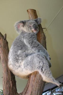 Yay!  Sleepy koalas (are there any other kind?)