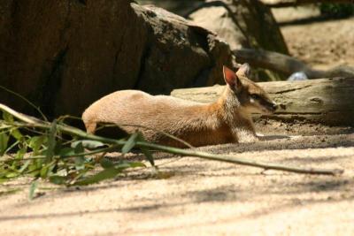 Sleepy wallaby (it was a hot day)