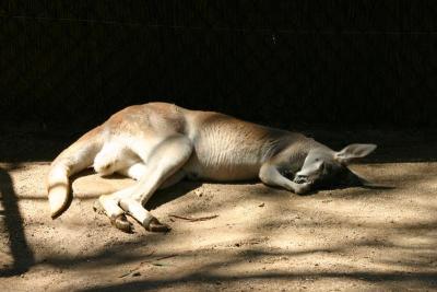 Sleepy red kangaroo