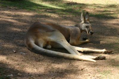 Another sleepy kangaroo